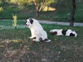 Two romanian shepherd dogs Royalty Free Stock Photo