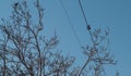 Two rooks on the wires Royalty Free Stock Photo