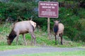 Two Roosevelt elk grazing in Oregon State Park. Royalty Free Stock Photo