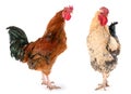 Two rooster Royalty Free Stock Photo