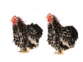 two rooster isolated Royalty Free Stock Photo