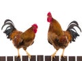 Two rooster Royalty Free Stock Photo