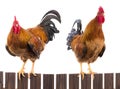 Two rooster Royalty Free Stock Photo