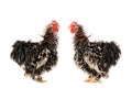 Two rooster isolated Royalty Free Stock Photo