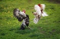 Two roosters black and white fight on the green grass in the backyard of the farm