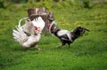 Two roosters black and white fight on the green grass in the backyard of the farm flapping their wings Royalty Free Stock Photo