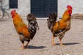 Two roosters facing different directions