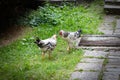 Two roosters fight on green grass Royalty Free Stock Photo