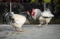 Two roosters fighting in a farm Royalty Free Stock Photo