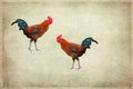 Two roosters on grunge background Royalty Free Stock Photo