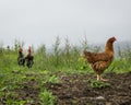 Two roosters looking a a chicken. Royalty Free Stock Photo