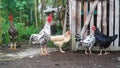 Two roosters and three hens near the bamboo cage Royalty Free Stock Photo