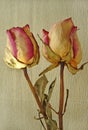 Two Rose