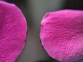 Two Rose petal curve ends side by side close-up Royalty Free Stock Photo