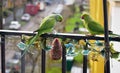 Two rose-ringed parakeets, on a metal railing. Royalty Free Stock Photo