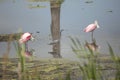 Wading birds, with roseate spoonbills at Orlando Wetlands Park Royalty Free Stock Photo