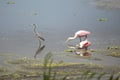 Wading birds, with roseate spoonbills at Orlando Wetlands Park Royalty Free Stock Photo