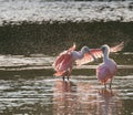 Two Roseate Spoonbills standing in water looking at each other