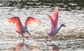 Two Roseate Spoonbills with wings spread