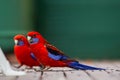 Two rosella parrots eating seed with a selective blur background