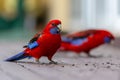 Two rosella parrots eating seed with a selective blur background