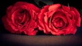 Two roses on black background,old style, valentine day and love concept Royalty Free Stock Photo