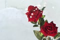 Two roses, frozen in ice