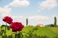 Two roses on the left, grape crops in background. Vineyards in summer