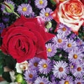 two roses, one red and one cream with red rimmed petals among violet small chrysantemum blossoms