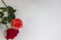 A Beautiful red rose with a Salmon rose tipped on the side a white background with copy space on the right