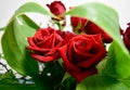 Two roses Red decoration flowers bouquet