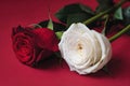 Two roses, red and white, placed on a vibrant red background Royalty Free Stock Photo