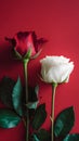Two roses, red and white, placed on a vibrant red background Royalty Free Stock Photo