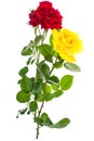 Two roses red and yellow on light background Royalty Free Stock Photo