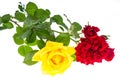 Two roses red and yellow on light background Royalty Free Stock Photo