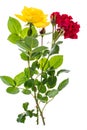 Two roses red and yellow on light background Royalty Free Stock Photo
