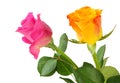 Two Roses Rosaceae isolated on white background, including clipping path.