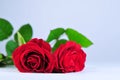 Two roses on white background Royalty Free Stock Photo