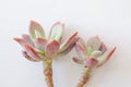 Two rosettes echeveria Waradii flowers on white background