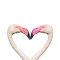 Two rosy flamingos forming a heart shape with their heads and necks isolated at white background. Concept of love, glamour and Royalty Free Stock Photo