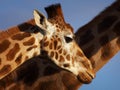 Two Rothschild Giraffes Royalty Free Stock Photo