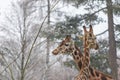 Two Rothschild giraffes have their heads together Royalty Free Stock Photo