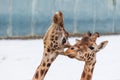 Two Rothschild giraffes have their heads together Royalty Free Stock Photo