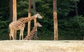 Two Rothschild`s giraffes Giraffa camelopardalis rothschildi. Royalty Free Stock Photo