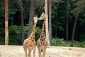 Two Rothschild`s giraffes Giraffa camelopardalis rothschildi. Royalty Free Stock Photo