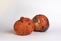 Two rotten and mildewed pumpkins on a white background