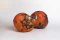 Two rotten and mildewed pumpkins on a white background