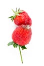 Two Rotten strawberries isolated