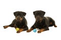 Two rottweiler dogs lying down Royalty Free Stock Photo