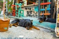 Two .rottweiler dogs lying in the street of Balat district in Istanbul